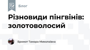 Різновиди пінгвінів: золотоволосий