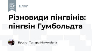 Різновиди пінгвінів: пінгвін Гумбольдта