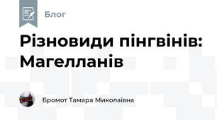 Різновиди пінгвінів: Магелланів