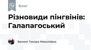Різновиди пінгвінів: Галапагоський