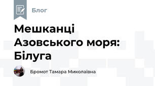Мешканці Азовського моря: Білуга