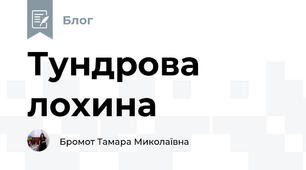Тундрова лохина