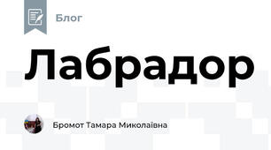 Лабрадор