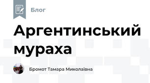 Аргентинський мураха
