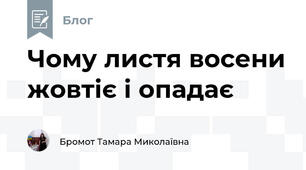 Чому листя восени жовтіє і опадає