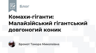 Комахи-гіганти: Малайзійський гігантський довгоногий коник