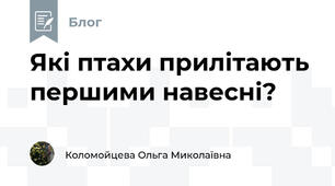 Які птахи прилітають першими навесні?