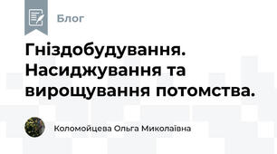 Гніздобудування. Насиджування та вирощування потомства.
