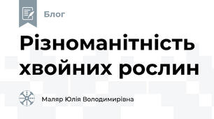 Різноманітність хвойних рослин
