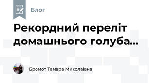 Рекордний переліт домашнього голуба...