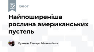 Найпоширеніша рослина американських пустель