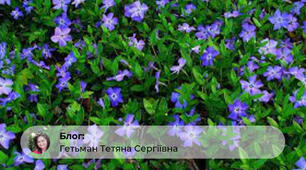 Декоративні напівкущі для озеленення територій