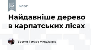 Найдавніше дерево в карпатських лісах 