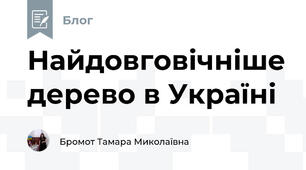 Найдовговічніше дерево в Україні