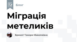 Міграція метеликів