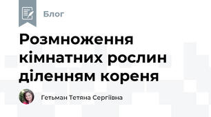 Розмноження кімнатних рослин діленням кореня