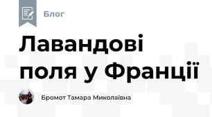 Лавандові поля у Франції