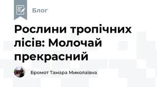 Рослини тропічних лісів: Молочай прекрасний