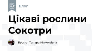 Цікаві рослини Сокотри
