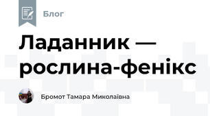 Ладанник — рослина-фенікс