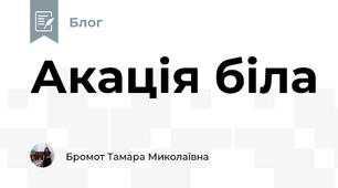 Акація біла