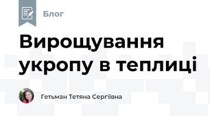 Вирощування укропу в теплиці