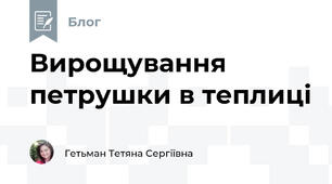 Вирощування петрушки в теплиці