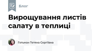 Вирощування листів салату в теплиці