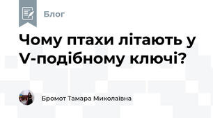 Чому птахи літають у V-подібному ключі?