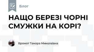 НАЩО БЕРЕЗІ ЧОРНІ СМУЖКИ НА КОРІ?  