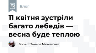 11 квітня зустріли багато лебедів — весна буде теплою