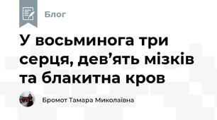У восьминога три серця, дев’ять мізків та блакитна кров