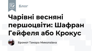 Чарівні весняні першоцвіти: Шафран Гейфеля або Крокус 