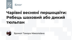 Чарівні весняні першоцвіти:  Рябець шаховий або дикий тюльпан 