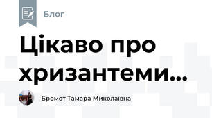 Цікаво про хризантеми...