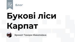 Букові ліси Карпат