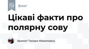Цікаві факти про полярну сову