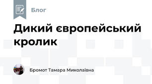 Дикий європейський кролик