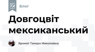 Довгоцвіт мексиканський