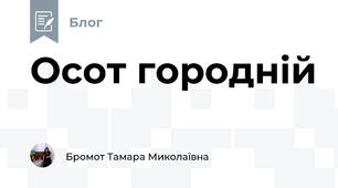 Осот городній