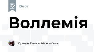 Воллемія 