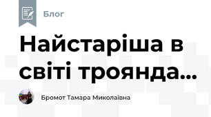  Найстаріша в світі троянда...