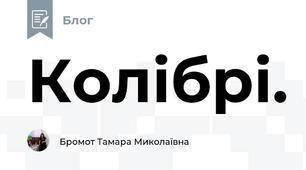 Колібрі.