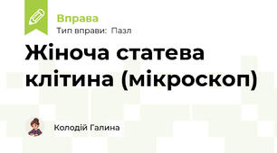 Жіноча статева клітина (мікроскоп)