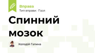 Спинний мозок