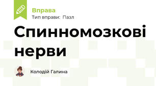 Спинномозкові нерви