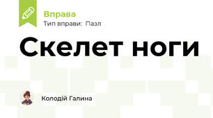 Скелет ноги