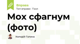 Мох сфагнум (фото)