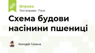 Схема будови насінини пшениці