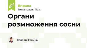 Органи розмноження сосни